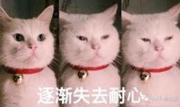 猫猫吃瓜表情包,揭秘猫咪的幽默时刻