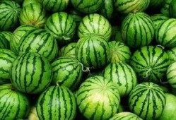 史上最苦吃瓜,挑战味蕾极限的苦味传奇