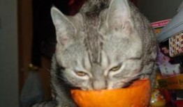 黄逗逗吃瓜,揭秘娱乐圈幕后故事