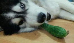 二哈搞笑吃瓜,笑料横飞！