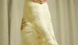 猫猫吃瓜表情包,揭秘猫咪的幽默时刻