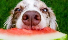 狗吃角瓜吗,揭秘它们对角瓜的喜爱之谜