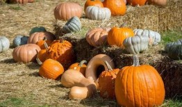 吃博野的瓜,吃博野瓜，品味独特风味