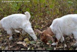 吃蜜瓜的小羊图片,小羊品尝蜜瓜的欢乐时光