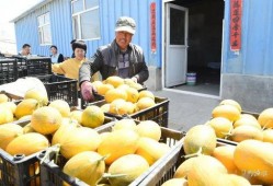 吃瓜网红黄,吃瓜网红的崛起与影响