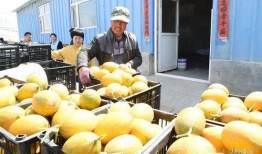 吃瓜网红黄,吃瓜网红的崛起与影响