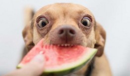 吃瓜狗阳台,揭秘宠物视角下的都市生活